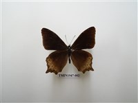 藏品(大幽眼蝶)的圖片